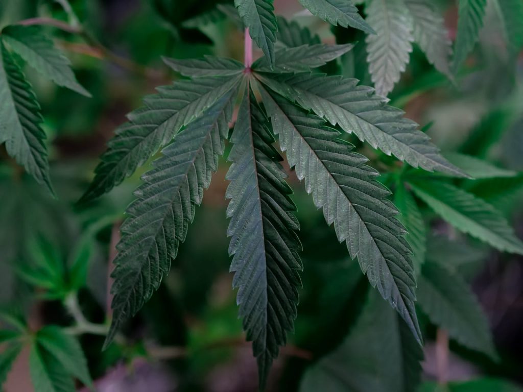 Detailed close-up of a cannabis leaf showcasing detail and texture in a greenhouse setting.